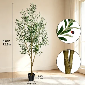Olive Trees